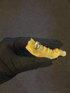 SheGrillz Silver Caps